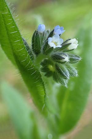 Myosotis dubia \ Kleines Buntes Vergissmeinnicht / Small Changing Forget-me-not, D Dietzenbach 19.5.2019