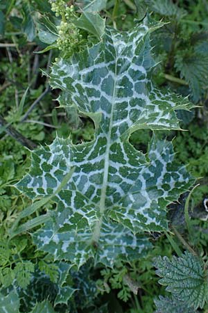 Silybum marianum \ Marien-Distel / Milk Thistle, D Mannheim,  Friesenheimer Insel 4.3.2022
