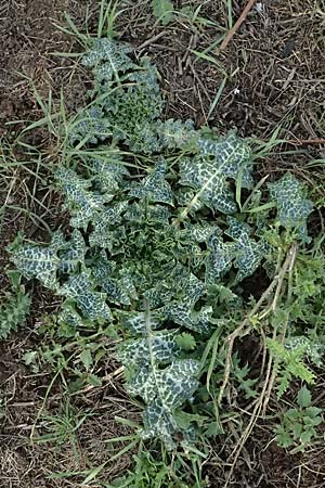 Silybum marianum \ Marien-Distel / Milk Thistle, D Mannheim,  Friesenheimer Insel 3.11.2025