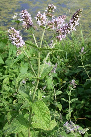 Mentha x rotundifolia \ Kleinbl�ttrige Minze / Small-Leaved Mint, D Karlsruhe 31.7.2008