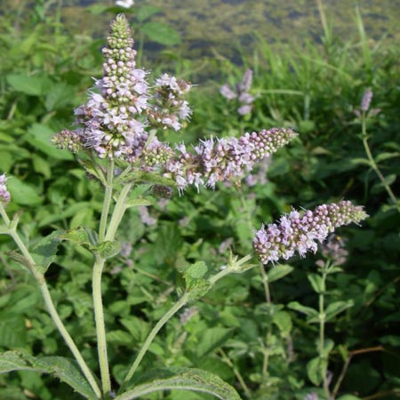 Mentha x rotundifolia \ Kleinbl�ttrige Minze / Small-Leaved Mint, D Karlsruhe 31.7.2008