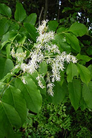 Fraxinus ornus \ Blumen-Esche, Manna-Esche / Manna Ash, D Bensheim 6.5.2015