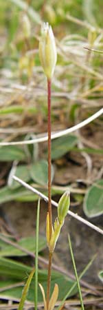 Moenchia erecta \ Aufrechte Wei�miere / Upright Chickweed, D Herborn 16.5.2015