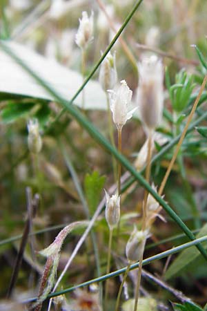 Moenchia erecta \ Aufrechte Wei�miere / Upright Chickweed, D Herborn 22.5.2015