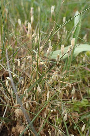 Moenchia erecta \ Aufrechte Wei�miere / Upright Chickweed, D Herborn 22.5.2015