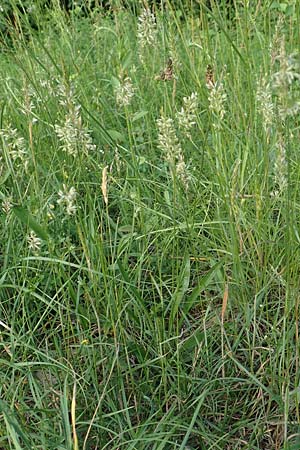 Koeleria macrantha \ Zierliches Schillergras, Steppen-Kammschmiele / Prairie June Grass, D Zienken 5.6.2018