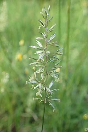 Koeleria macrantha \ Zierliches Schillergras, Steppen-Kammschmiele / Prairie June Grass, D Zienken 5.6.2018