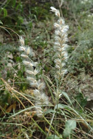 Melica ciliata agg. \ Wimper-Perlgras / Ciliated Melick, D Istein 25.6.2018