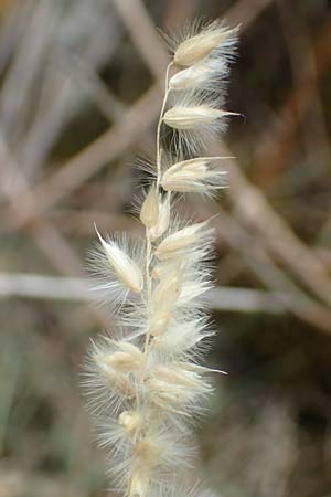 Melica ciliata agg. \ Wimper-Perlgras / Ciliated Melick, D Istein 25.6.2018