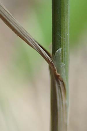 Melica ciliata agg. \ Wimper-Perlgras / Ciliated Melick, D Istein 25.6.2018