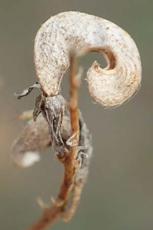 Medicago x varia \ Bastard-Luzerne / Sand Lucerne, D Bickenbach 27.10.2018