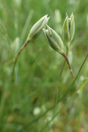 Moenchia erecta \ Aufrechte Wei�miere / Upright Chickweed, D Herborn 25.4.2019