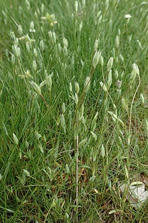 Moenchia erecta \ Aufrechte Wei�miere / Upright Chickweed, D Herborn 25.4.2019