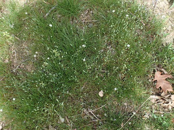 Moenchia erecta \ Aufrechte Wei�miere / Upright Chickweed, D Herborn 25.4.2019