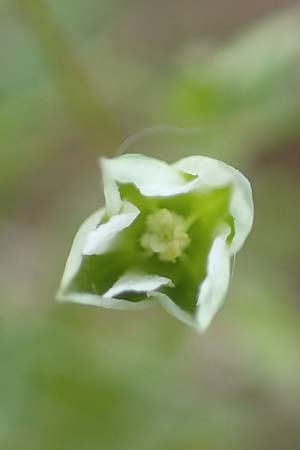 Moenchia erecta \ Aufrechte Wei�miere / Upright Chickweed, D Herborn 25.4.2019