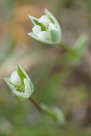 Moenchia erecta \ Aufrechte Wei�miere / Upright Chickweed, D Herborn 25.4.2019