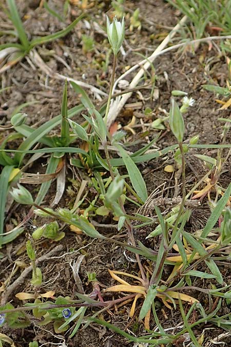 Moenchia erecta \ Aufrechte Wei�miere / Upright Chickweed, D Herborn 25.4.2019