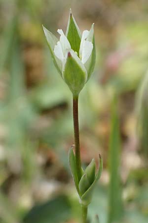 Moenchia erecta \ Aufrechte Wei�miere / Upright Chickweed, D Herborn 25.4.2019