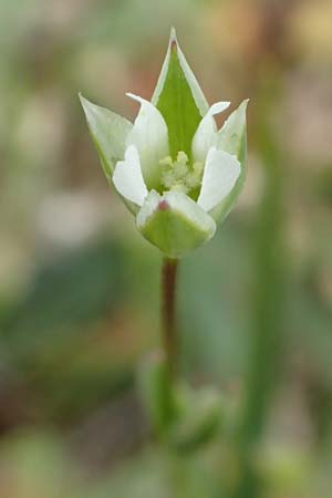 Moenchia erecta \ Aufrechte Wei�miere / Upright Chickweed, D Herborn 25.4.2019