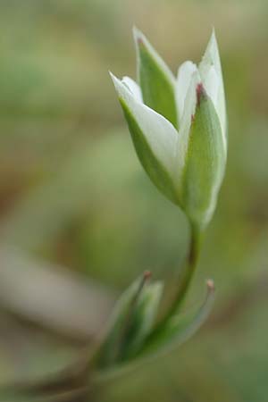 Moenchia erecta \ Aufrechte Wei�miere / Upright Chickweed, D Herborn 25.4.2019