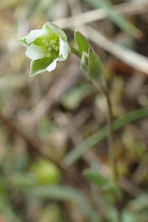 Moenchia erecta \ Aufrechte Wei�miere / Upright Chickweed, D Herborn 25.4.2019