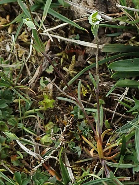 Moenchia erecta \ Aufrechte Wei�miere / Upright Chickweed, D Herborn 25.4.2019