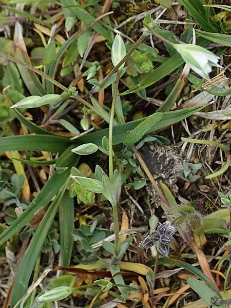 Moenchia erecta \ Aufrechte Wei�miere / Upright Chickweed, D Herborn 25.4.2019