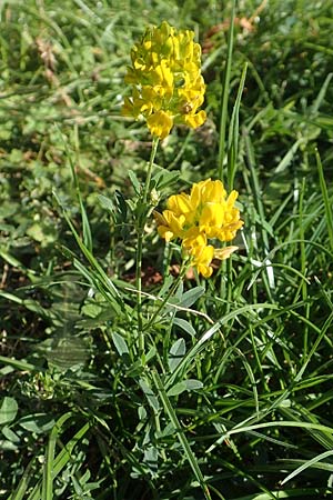 Medicago x varia \ Bastard-Luzerne / Sand Lucerne, D Sachsen-Anhalt, Havelberg 18.9.2020