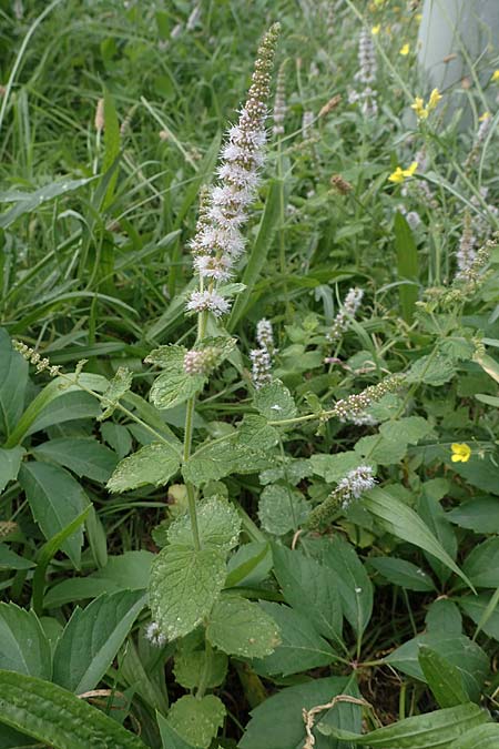 Mentha x villosonervata \ Gez�hnte Minze / Toothed Mint, D Mannheim 21.9.2023