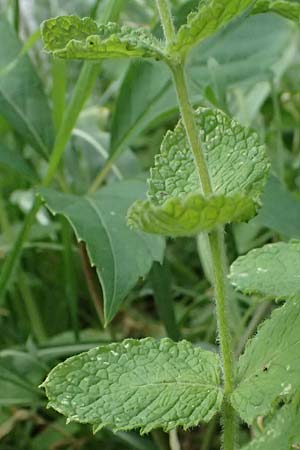 Mentha x villosonervata \ Gez�hnte Minze / Toothed Mint, D Mannheim 21.9.2023
