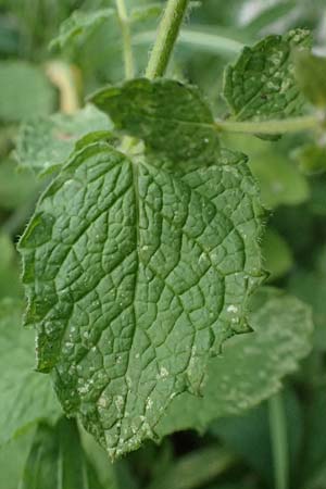 Mentha x villosonervata \ Gez�hnte Minze / Toothed Mint, D Mannheim 21.9.2023