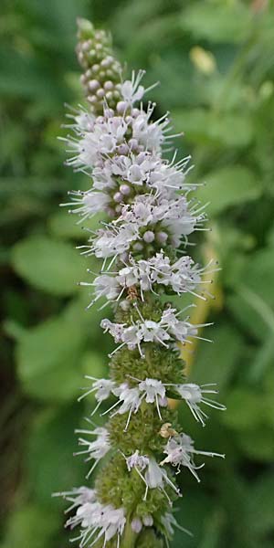 Mentha x villosonervata \ Gez�hnte Minze / Toothed Mint, D Mannheim 21.9.2023