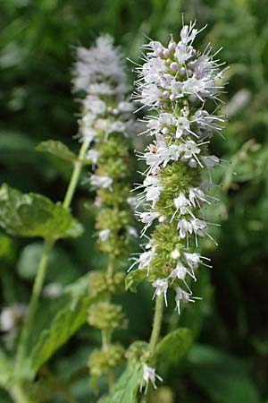 Mentha x villosonervata \ Gez�hnte Minze / Toothed Mint, D Mannheim 21.9.2023