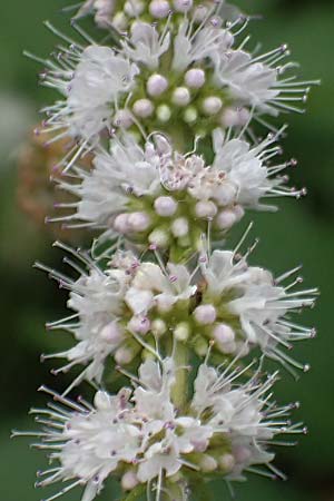 Mentha x villosonervata \ Gez�hnte Minze / Toothed Mint, D Mannheim 21.9.2023