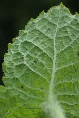 Mentha x villosonervata \ Gez�hnte Minze / Toothed Mint, D Mannheim 21.9.2023