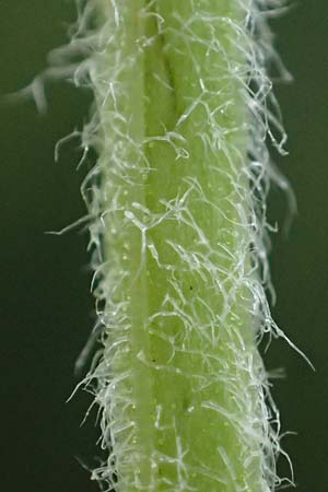 Mentha x villosonervata \ Gez�hnte Minze / Toothed Mint, D Mannheim 21.9.2023