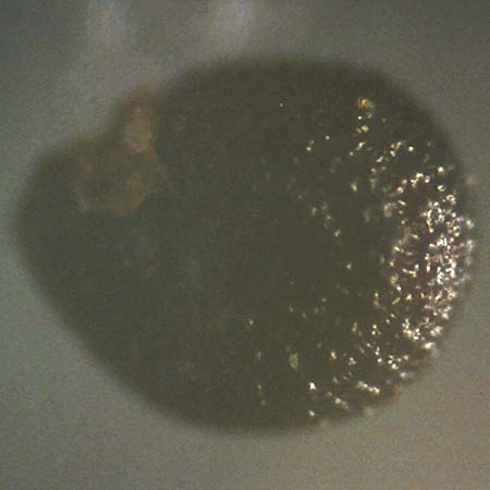 Portulaca papillatostellulata \ Papillenfr&uuml;chtiger Portulak / Papilla-Fruited Purslane, D Mannheim 19.9.2018