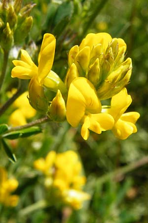 Medicago falcata \ Sichel-Klee / Sickle Medick, D Schelklingen 10.7.2015