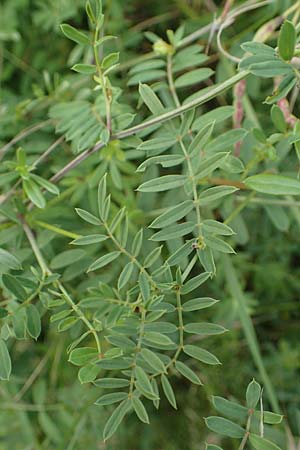 Medicago falcata \ Sichel-Klee / Sickle Medick, D Gr&uuml;nstadt-Asselheim 6.8.2021
