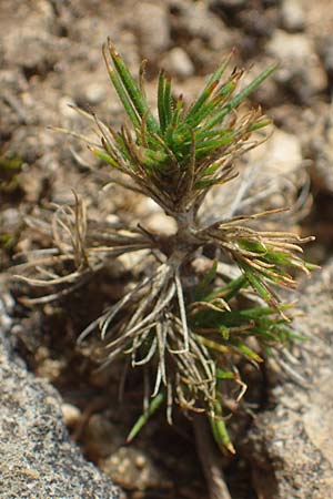 Minuartia fastigiata \ B�schel-Miere / Red Sandwort, D Herxheim am Berg 2.9.2011