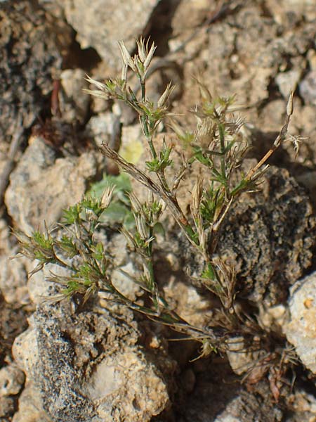 Minuartia fastigiata \ B�schel-Miere / Red Sandwort, D Herxheim am Berg 2.9.2011