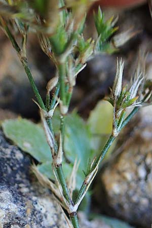 Minuartia fastigiata \ B�schel-Miere / Red Sandwort, D Herxheim am Berg 2.9.2011