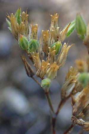 Minuartia fastigiata \ B�schel-Miere / Red Sandwort, D Herxheim am Berg 2.9.2011