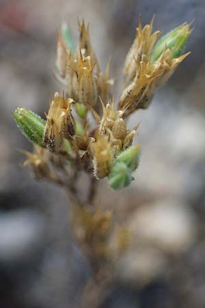 Minuartia fastigiata \ B�schel-Miere / Red Sandwort, D Herxheim am Berg 2.9.2011
