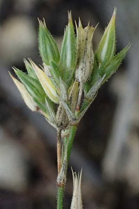 Minuartia fastigiata \ B�schel-Miere / Red Sandwort, D Herxheim am Berg 2.9.2011
