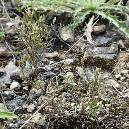 Minuartia fastigiata \ B�schel-Miere / Red Sandwort, D Herxheim am Berg 2.9.2011