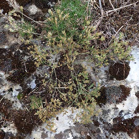 Minuartia fastigiata \ B�schel-Miere / Red Sandwort, D Herxheim am Berg 2.9.2011