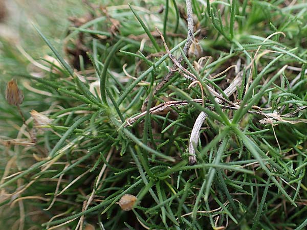 Minuartia fastigiata \ B�schel-Miere / Red Sandwort, D Herxheim am Berg 2.9.2011