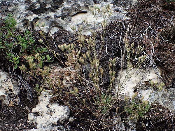 Minuartia fastigiata \ B�schel-Miere / Red Sandwort, D Herxheim am Berg 2.9.2011