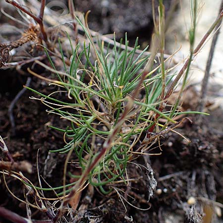 Minuartia fastigiata \ B�schel-Miere / Red Sandwort, D Herxheim am Berg 2.9.2011